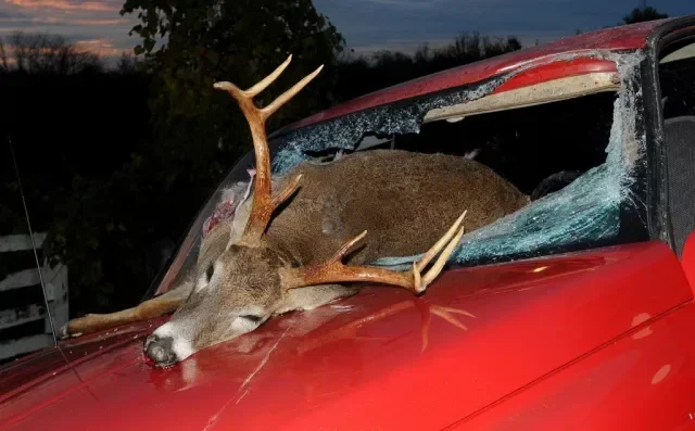 Can Hitting a Deer Total Your Car and Cost a Fortune